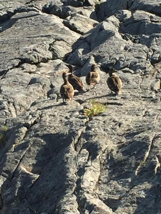 Rorbua på Toppøya Reine Eksteriør bilde